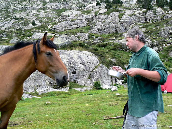 koń żebrak