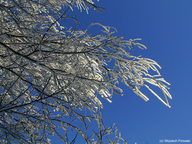 Oszronione gałezie na tle "le Grand Bleu" ;)