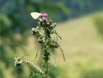 flora i fauna przy naszej chatce