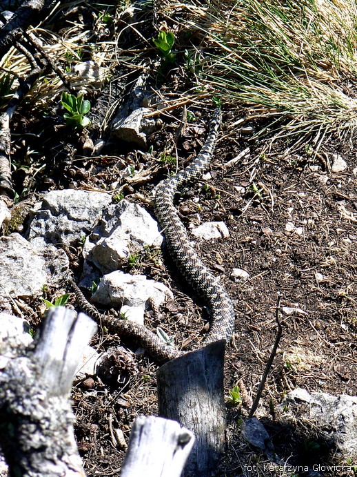 żmija - niespodzianka na szlaku...