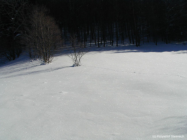 Śniegowa pustynia