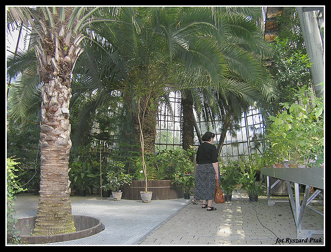 Korzenie tych palm to zespół kilkuset korzeni wrastających prostopadle w ''ziemie''