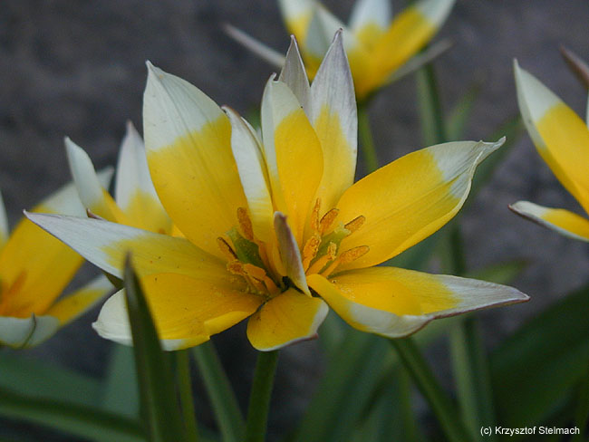 Tulipa dasystemon