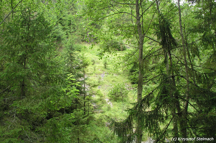Zdjęcie typu "strzał w zielony las" :)