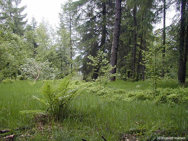 Park jurajski? - nie... Szlak na Gorc ;)